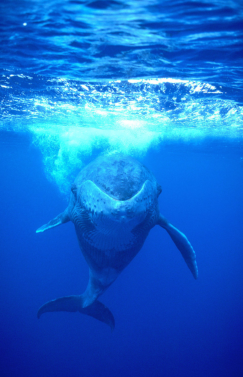 Bébé Bleu, hybride d’un père baleine bleue et d’une mère baleine à bosse