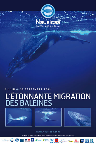 Nausicaa - L'étonnante migration des baleines