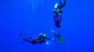 33384_TR.DIVERS_D356       