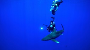 33388_TR.DIVERS_D356       